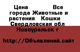 Zolton › Цена ­ 30 000 - Все города Животные и растения » Кошки   . Свердловская обл.,Новоуральск г.